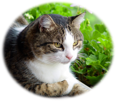 Mami`s Herzenskater Schnurzel 2009